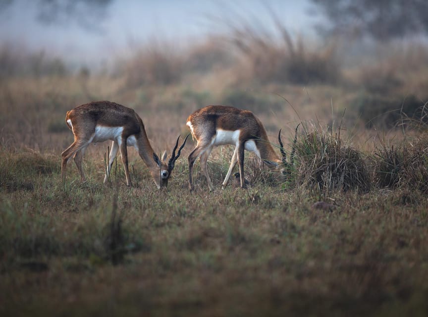 Tiger Marathon: Big Cat Photography Tour in the Wilderness - Meeting Point