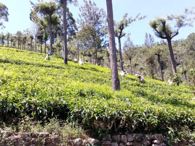 Trekking From Kandy to Ella - Pekoe Trail Stage 3