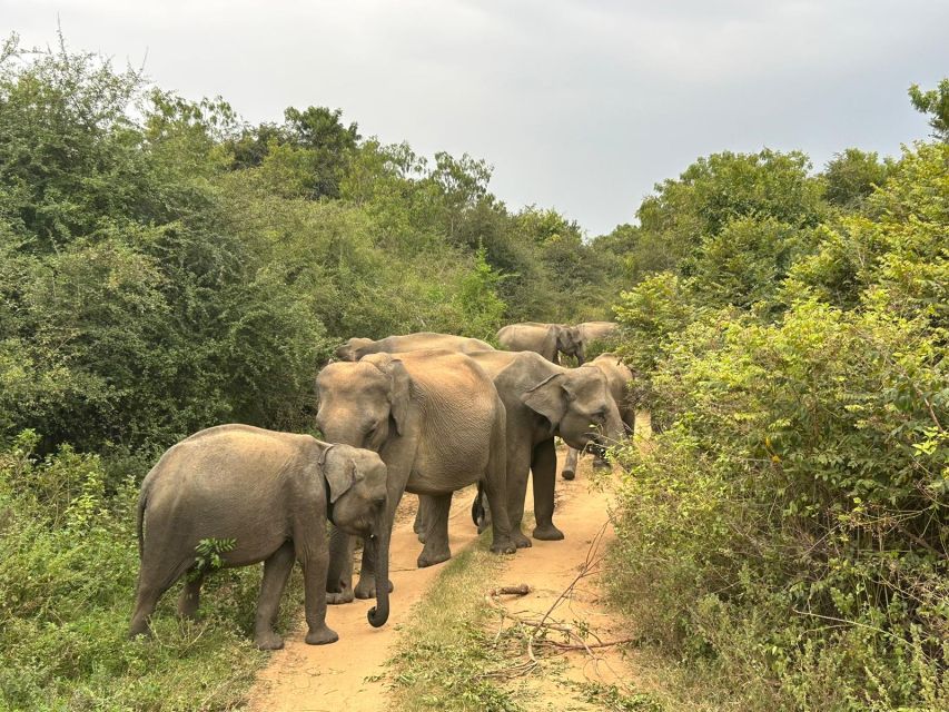 Udawalawe National Park | Full Day-10 Hours | All Inclusive - Frequently Asked Questions