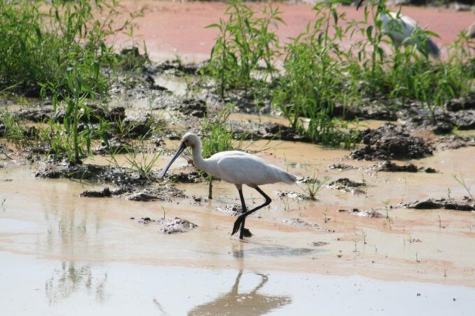 Udawalawe National Park: Private 4 Hours Safari Trip - Explore Udawalawe National Park