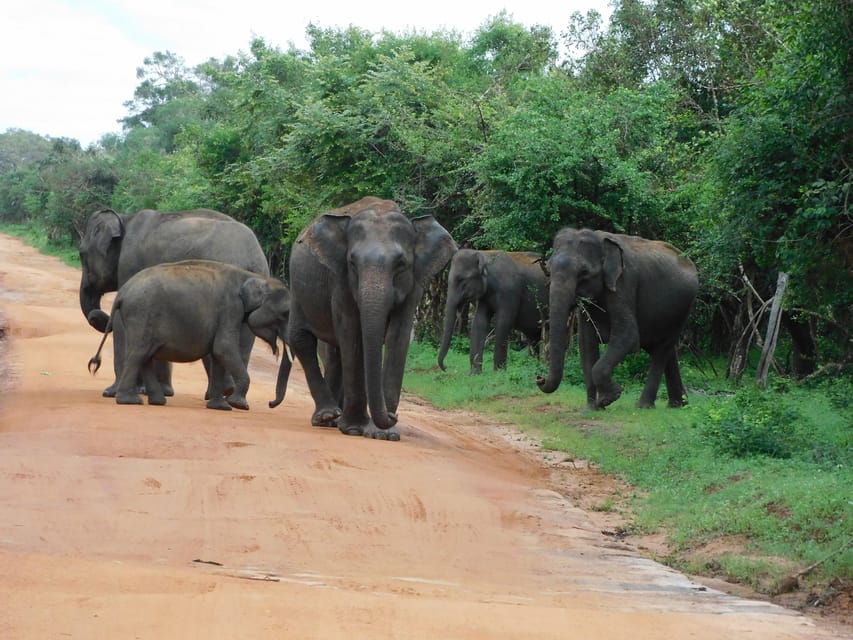 UDAWALAWE NATIONAL PARK SAFARI AND ELEPHANTS ORPHANAGE VISIT - Helpful Information