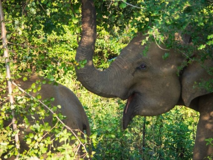 Udawalawe Safari | PRIVATE TOUR 🐘 - Book Now and Save