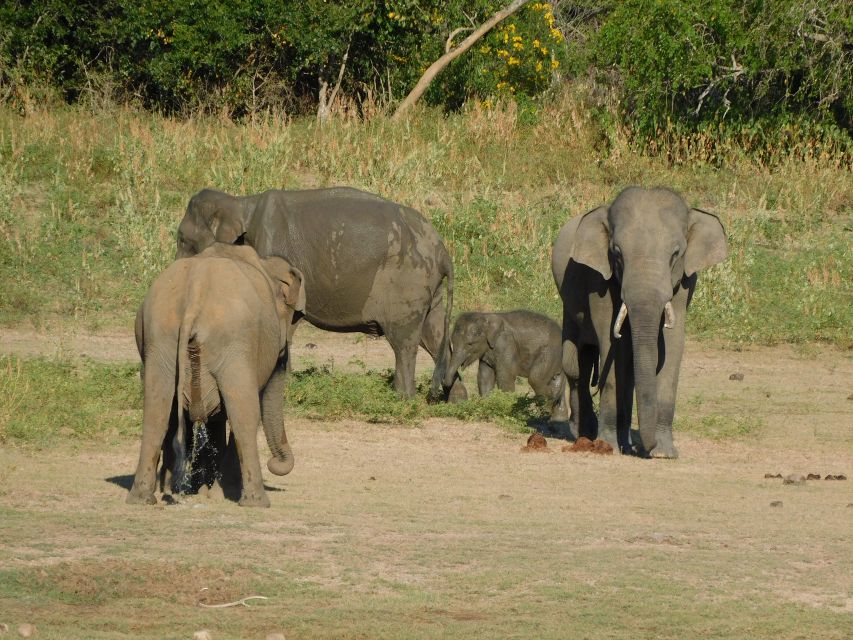 Udawalawe Safari Tour From Tissamaharama / Hambantota Areas - Pricing and Cancellation