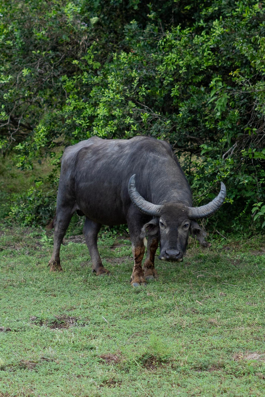 Udawalawe Safari With Vishal - Frequently Asked Questions