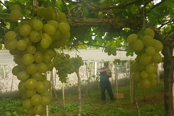 Vale Dos Vinhedos: Private Group Tour From Porto Alegre - Experiencing the Local Terroir