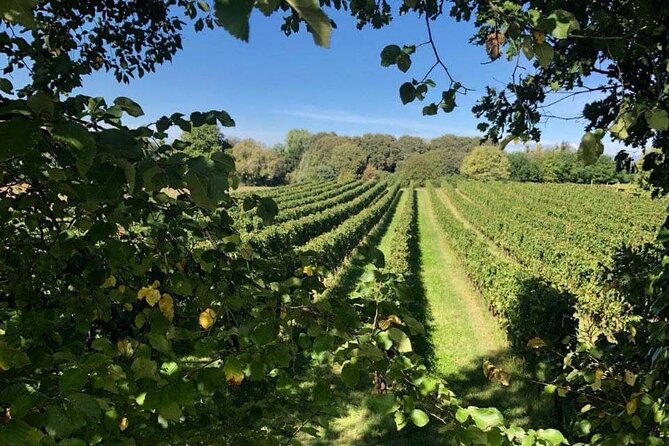 Veneto Vineyard Shared Wine Tasting Session  - Verona - Additional Information and Support