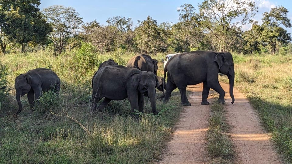 Wasgamuwa National Park Safari (Private Jeep) - Wasgamuwa National Park