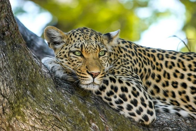 Wasgamuwa National Park Safari - Nearby Accommodations and Amenities