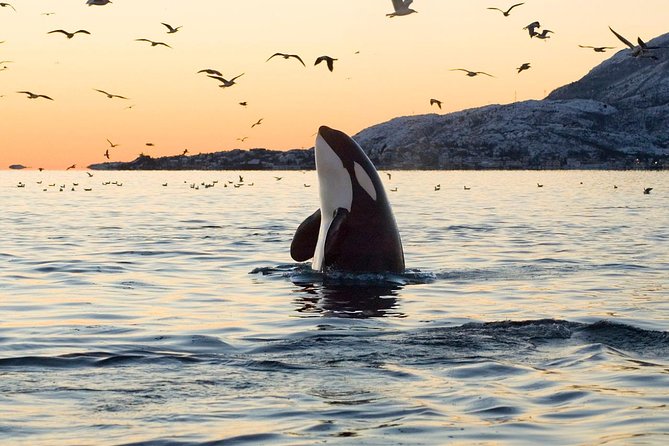 Whale Watching RIB Experience (Without Transfer Tromso-Skjervoy) - Free Cancellation