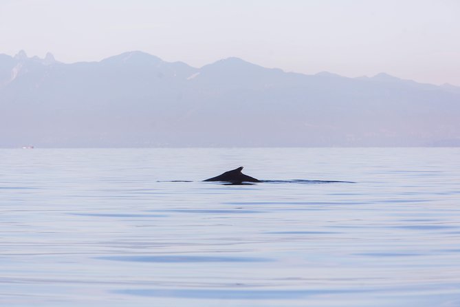 Whale-Watching Tour From Vancouver - Tips for Participants