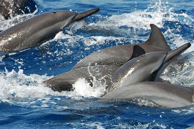 Whales and Dolphins Watching Mirissa - Booking Information