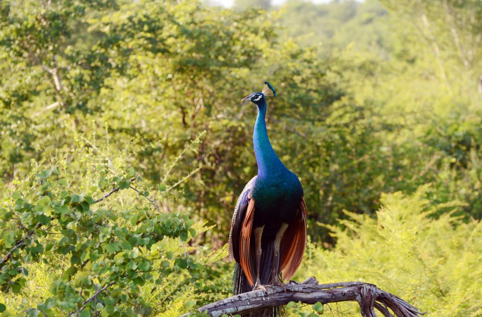 Wilpattu National Park Safari Tour From Colombo - Tour Ratings and Reviews