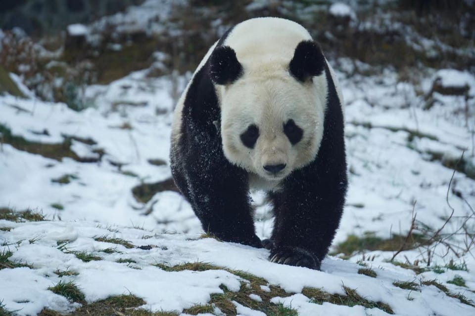 Wolong:Volunteer Work in Panda Park - Booking and Confirmation