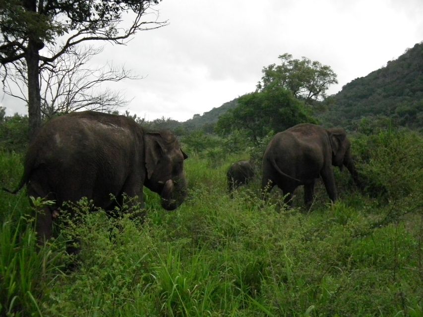 Wonder of Sri Lanka South Coast Yala, Udawalawe, Galle - Frequently Asked Questions