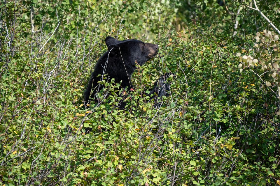 Yala Block 5 & 6 (Weheragala & Lunugamwehera) Safari Tours - Accessibility and Convenience