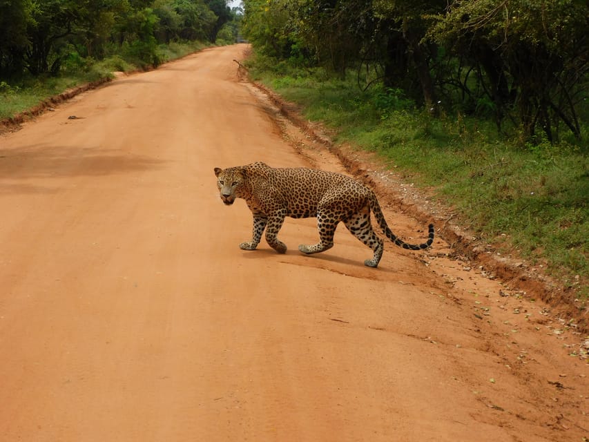 Yala FULL DAY Safari: (12 Hours) Tour With Breakfast & Lunch - Breakfast, Lunch, and Refreshments