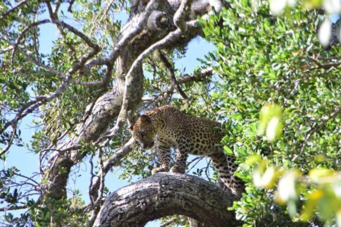 Yala National Park Budget Safari - Frequently Asked Questions