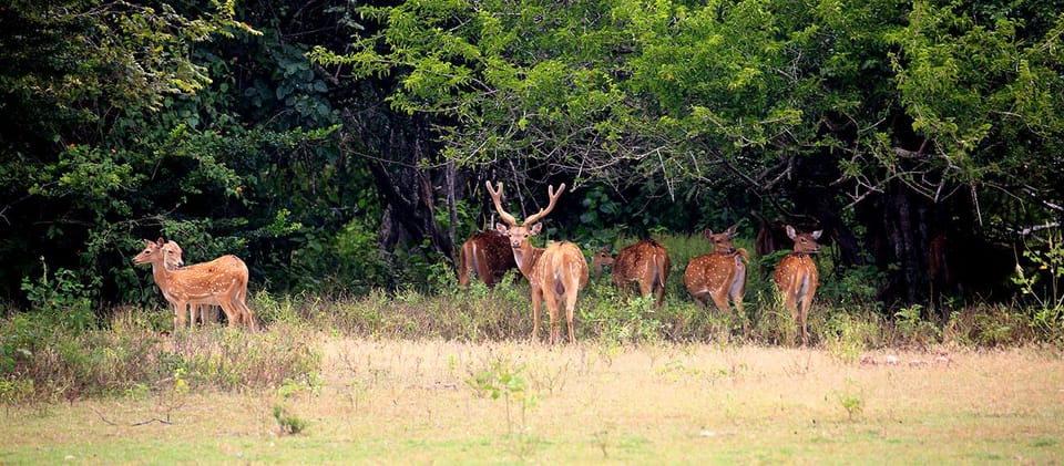 Yala National Park - Full Day Safari (04:30 Am - 06:00 Pm) - Breakfast and Lunch Details