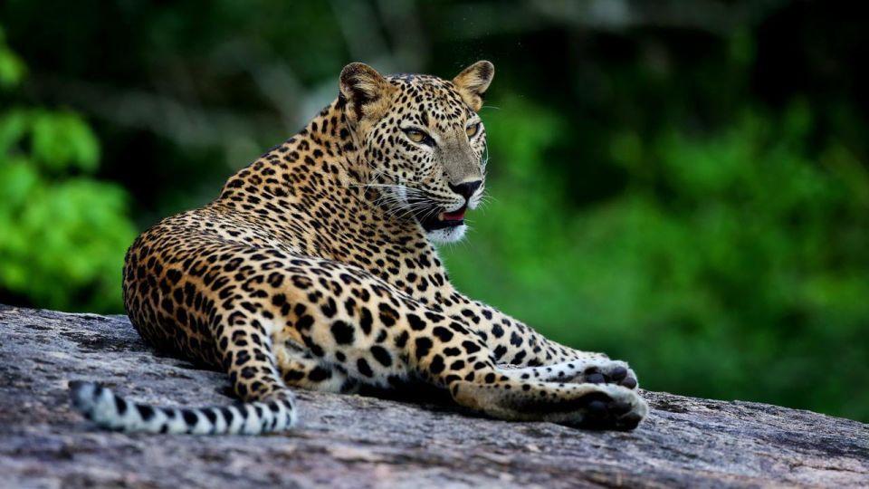 Yala National Park: Half Day or Full Day Leopard Safari Tour - Memorable Photo Opportunities