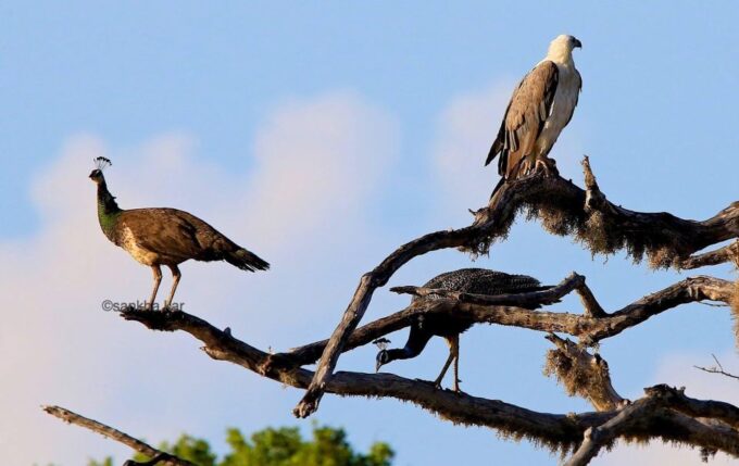 Yala National Park: Morning or Afternoon Game Drive - Booking and Cancellation