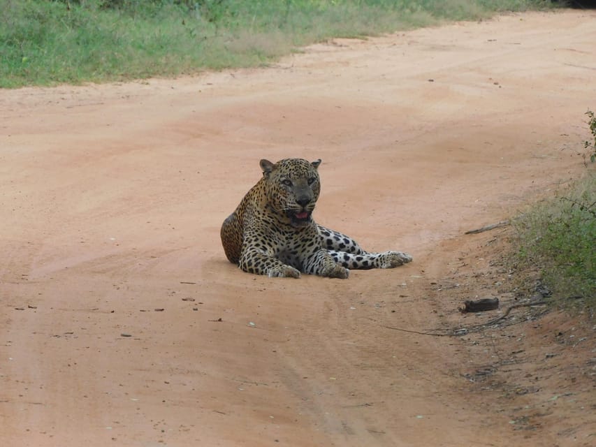 Yala National Park Morning Safari: 7 Hours Tour - Adventure Awaits