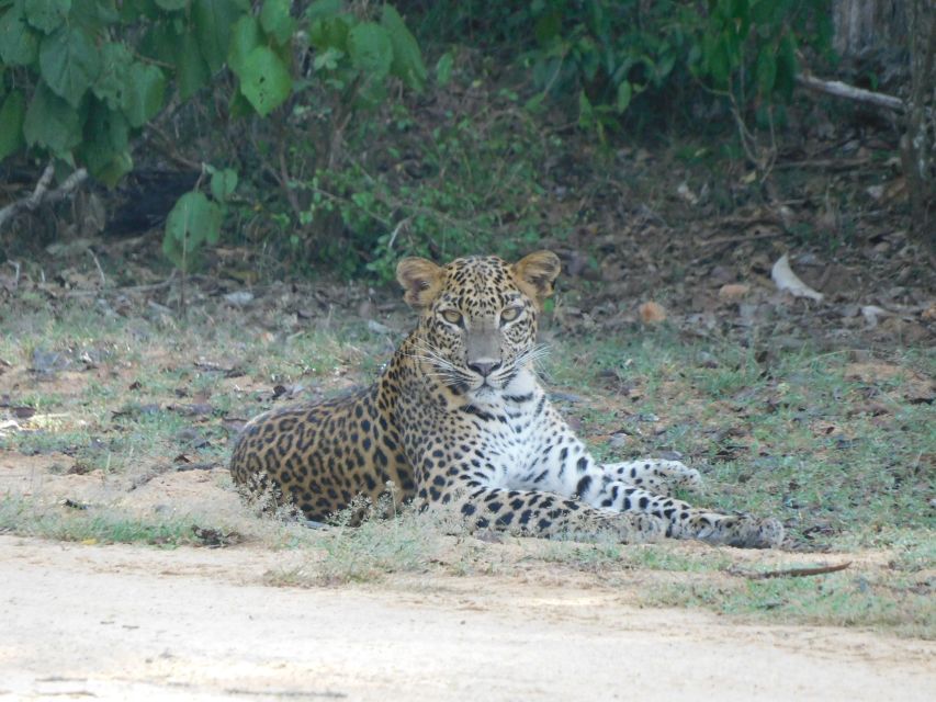 Yala National Park Safari PRIVATE TOURS- Half Day & Full Day - Park Entrance and Additional Fees