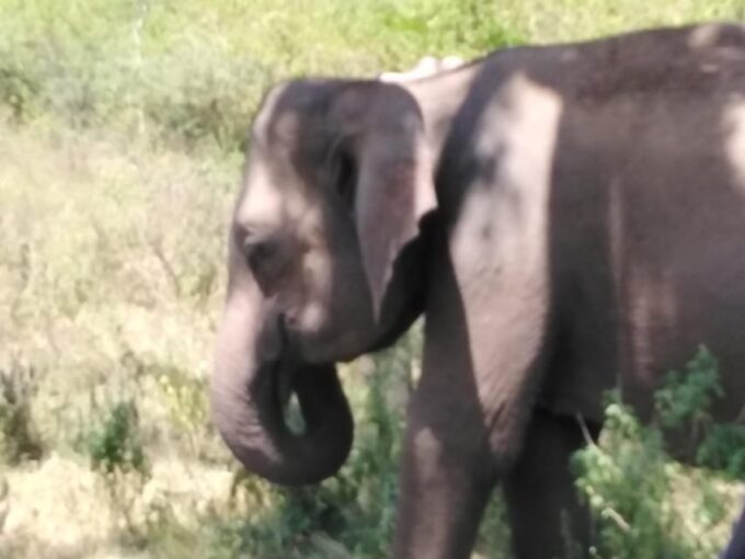 Yala National Park Safari Tour From Colombo / Galle - Transportation Options