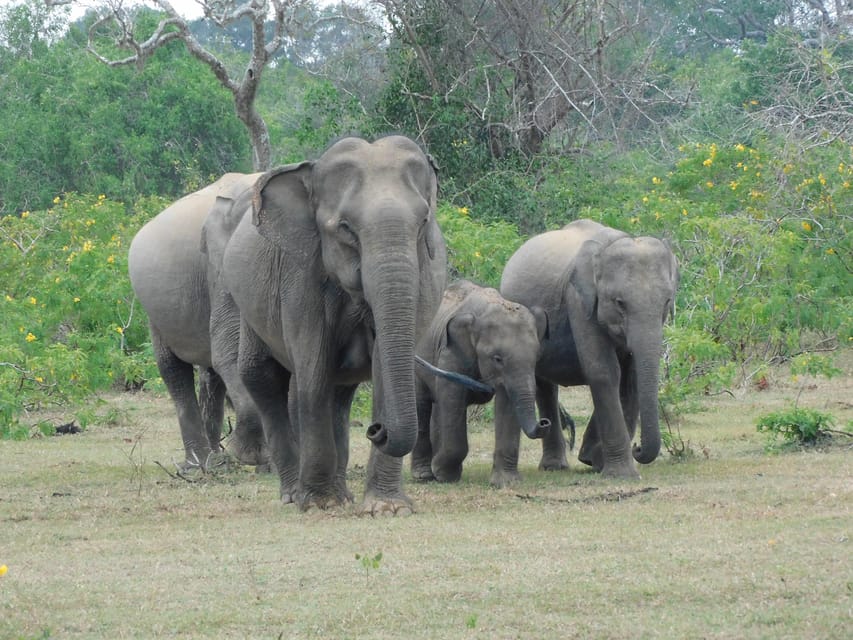 Yala National Park Safari Tours - 2 Options - Additional Information