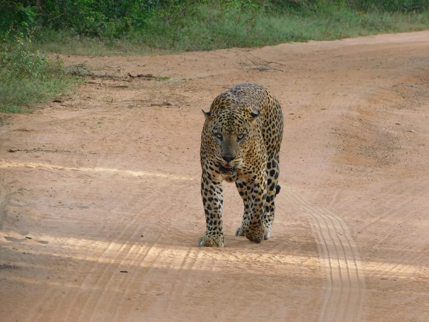 Yala National Park Safari Tours : 7 Hours & 12 Hours - Booking and Cancellation