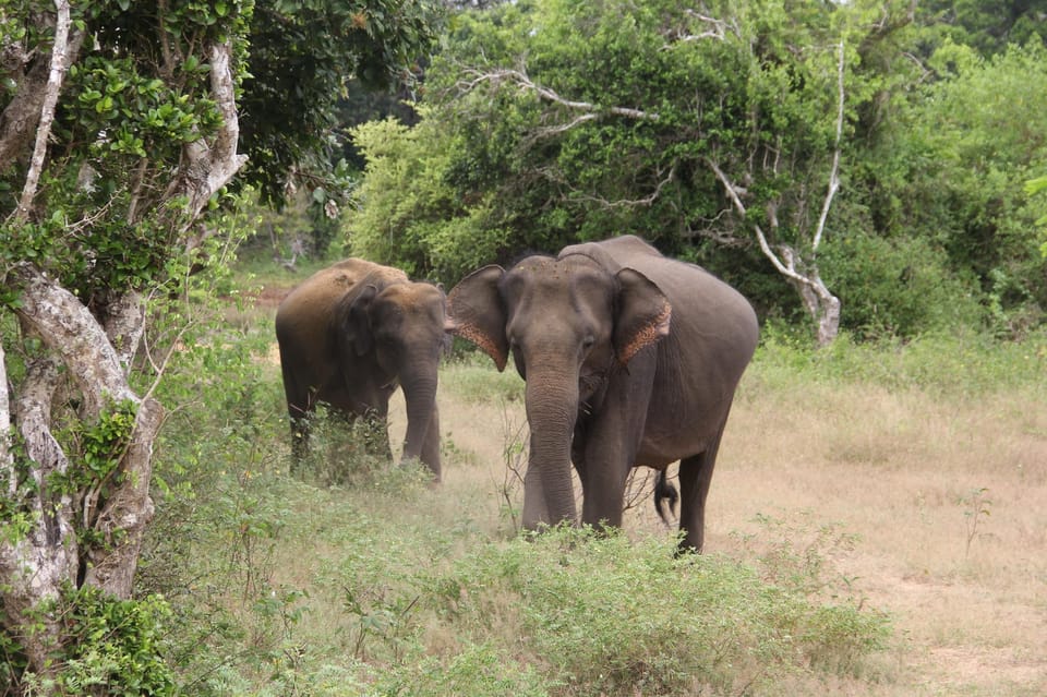 Yala National Park: Thrilling Wild Morning Afternoon Safari - Restrictions