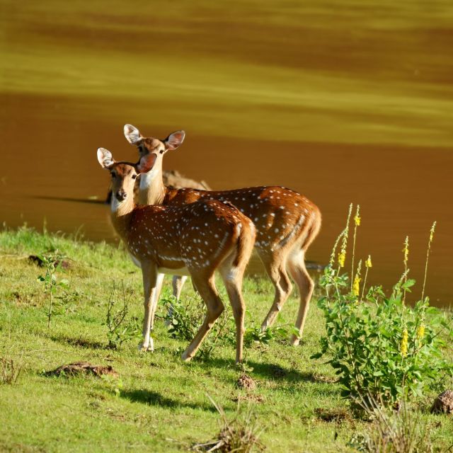 Yala National Park Wildlife Safari From Hambantota - Confirmed Reservations and Weather Conditions