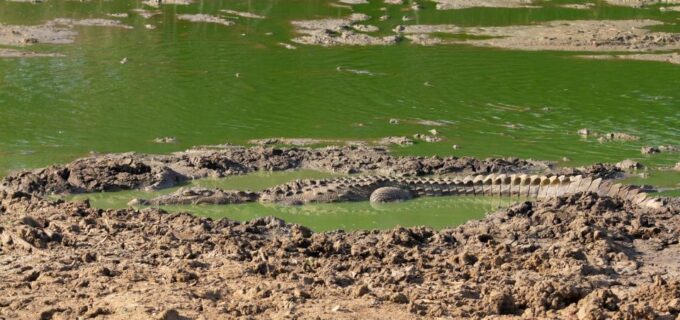 Yala National Park Wildlife Safari From Kaluthara - Important Considerations