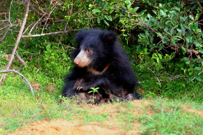 Yala Safari Jeep Tour With Abraham Travel - Booking Your Adventure