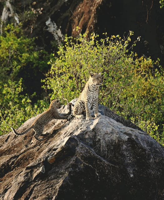 Yala Safari Tour From Hambantota Port - Wildlife Viewing Opportunities