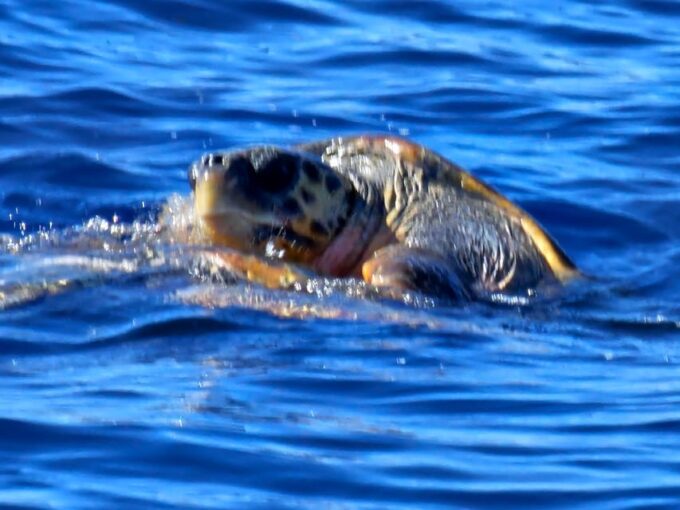 Zakynthos : Island Half Circle Boat Tour - Frequently Asked Questions
