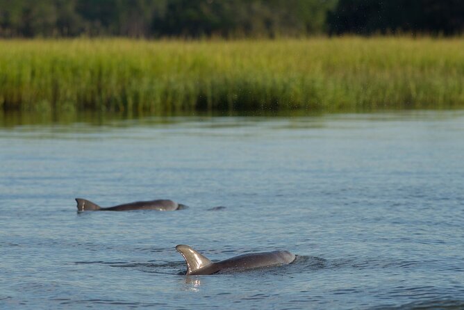 90 Minute Hilton Head Sunset Dolphin Cruise - Good To Know
