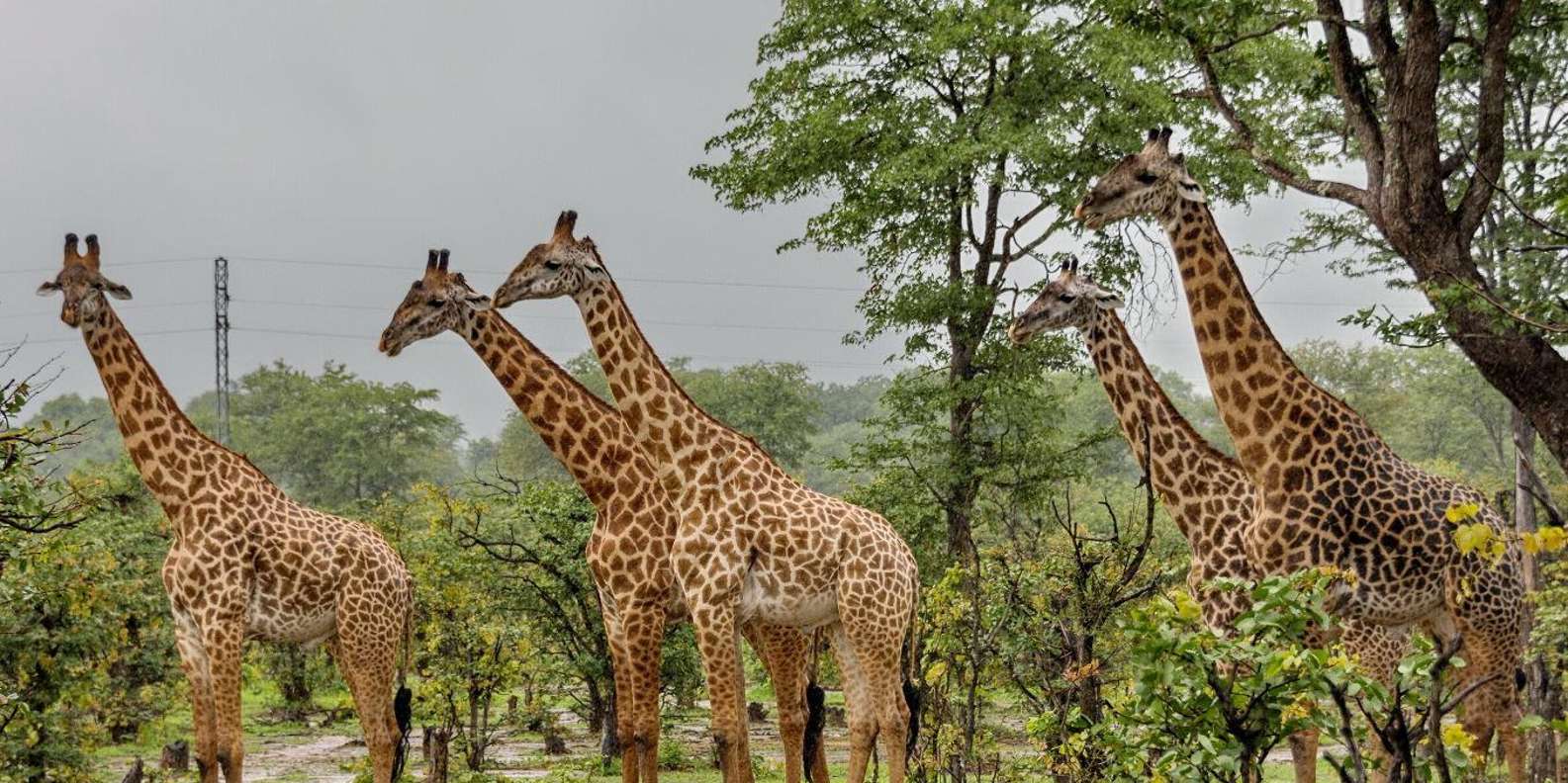 1/2 Tala Game Reserve & Phezulu Safari Park Tour - The Sum Up