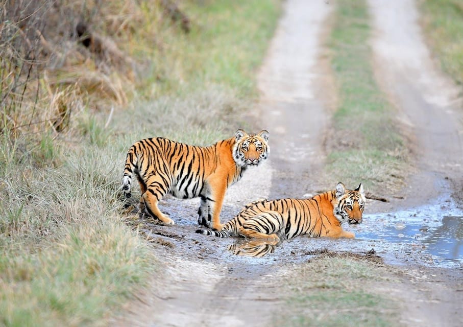 3-Day Ranthambore Tiger Safari Tour From Delhi - The Sum Up