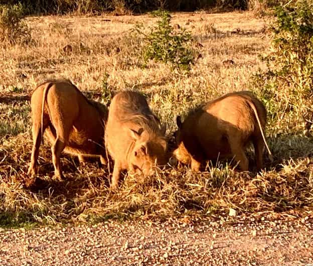 Addo Elephant National Park (Half Day Game Drive ) - The Sum Up