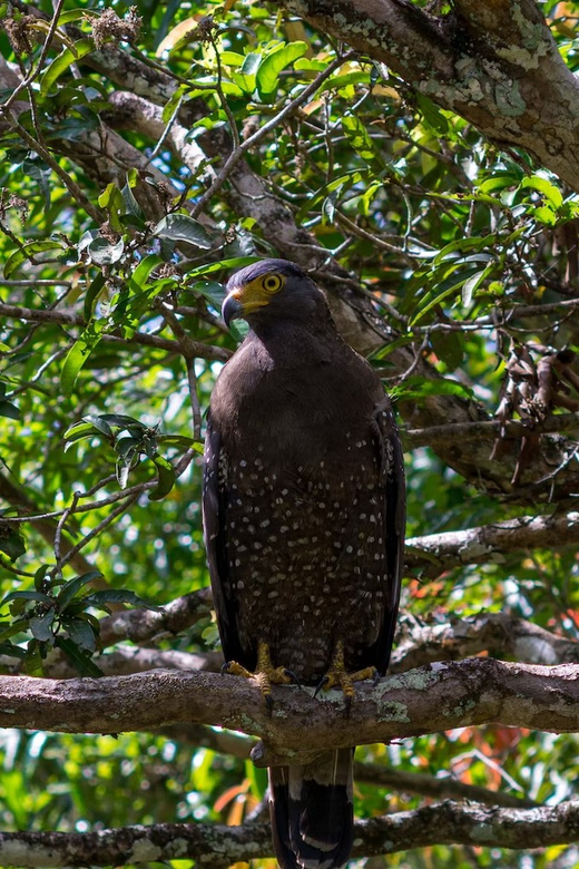 Anuradhapura: Wilpattu National Park Day Trip With Entrance - Frequently Asked Questions