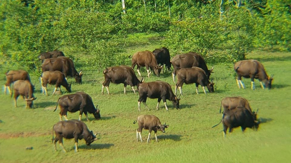 Beauty of Nature, Cochin With Periyar Wildlife Tour(04 Days) - The Sum Up