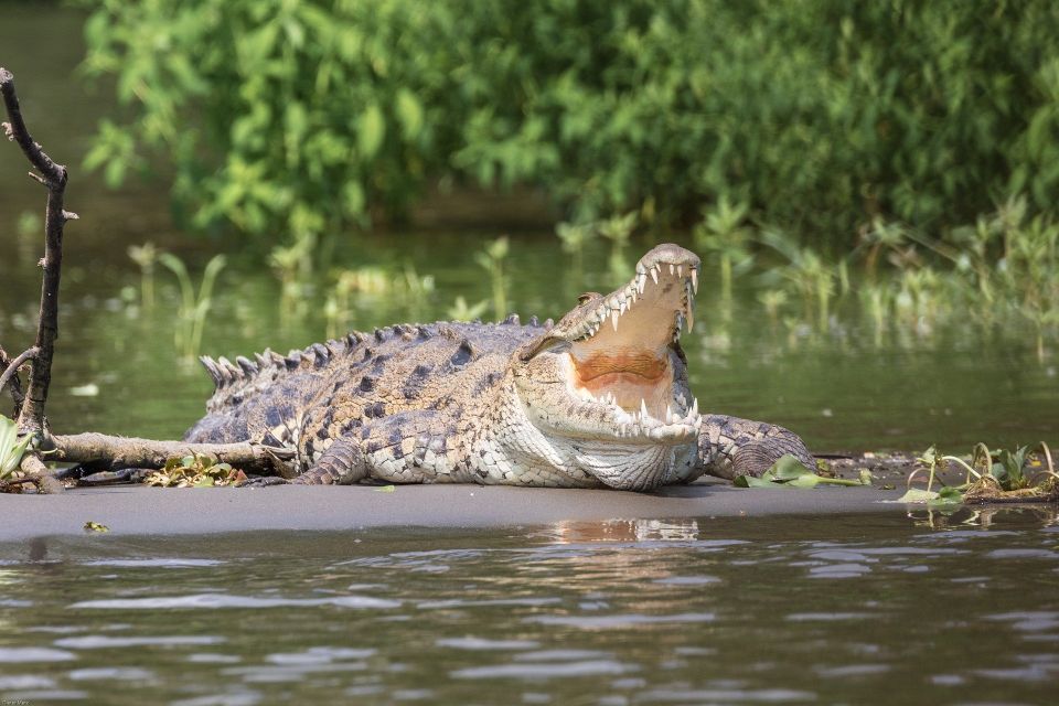 Bentota Beach, River Mangroves Lagoon, Wildlife Tour - Frequently Asked Questions