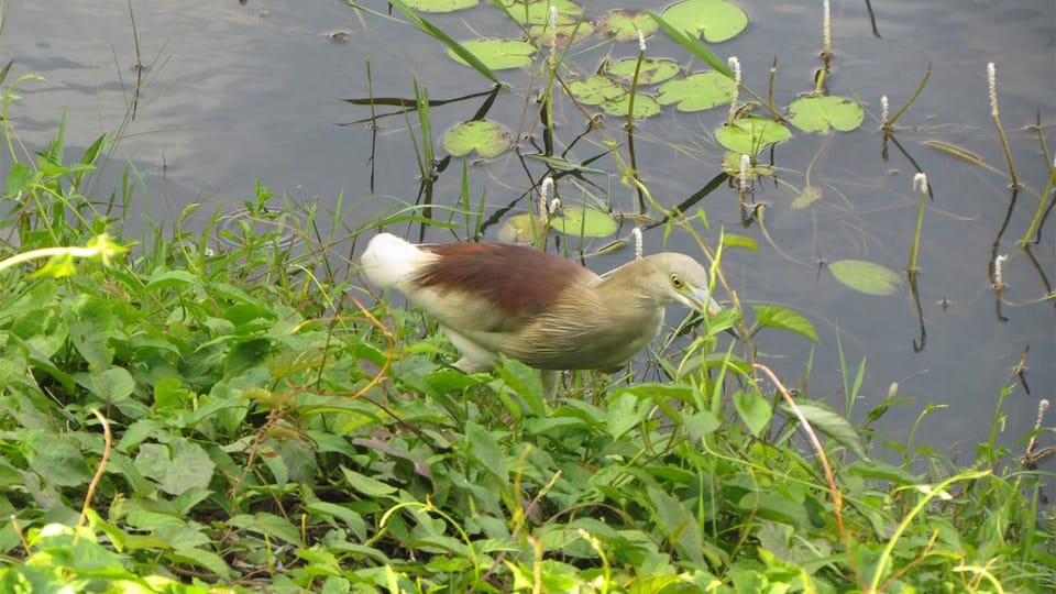 Birdwatching Walk in Thalangama Wetland From Colombo - Frequently Asked Questions