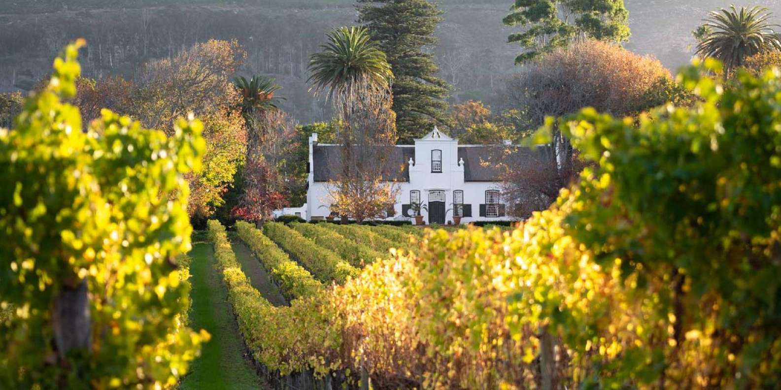 Boulders Beach Penguins and Wine Tasting Full-Day Tour - The Sum Up