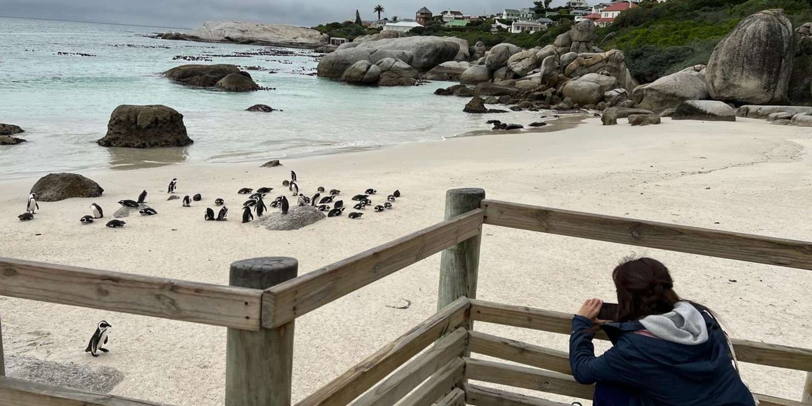 Boulders Beach Penguins and Wine Tasting Full-Day Tour - The Sum Up