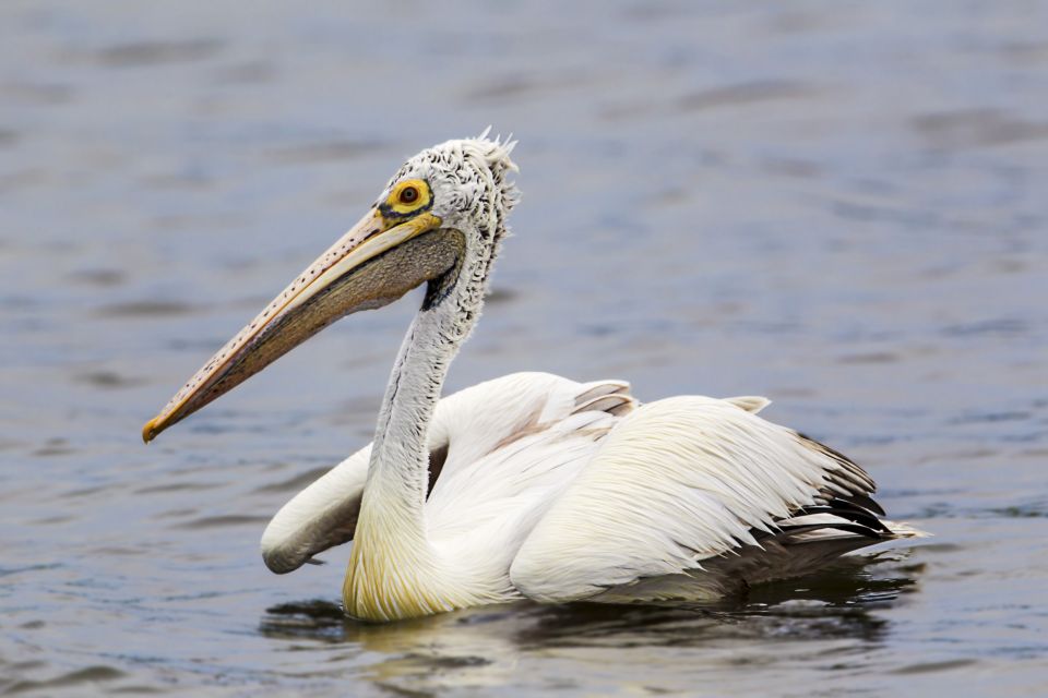 Bundala National Park Safari - Birding Paradise Tour - Frequently Asked Questions