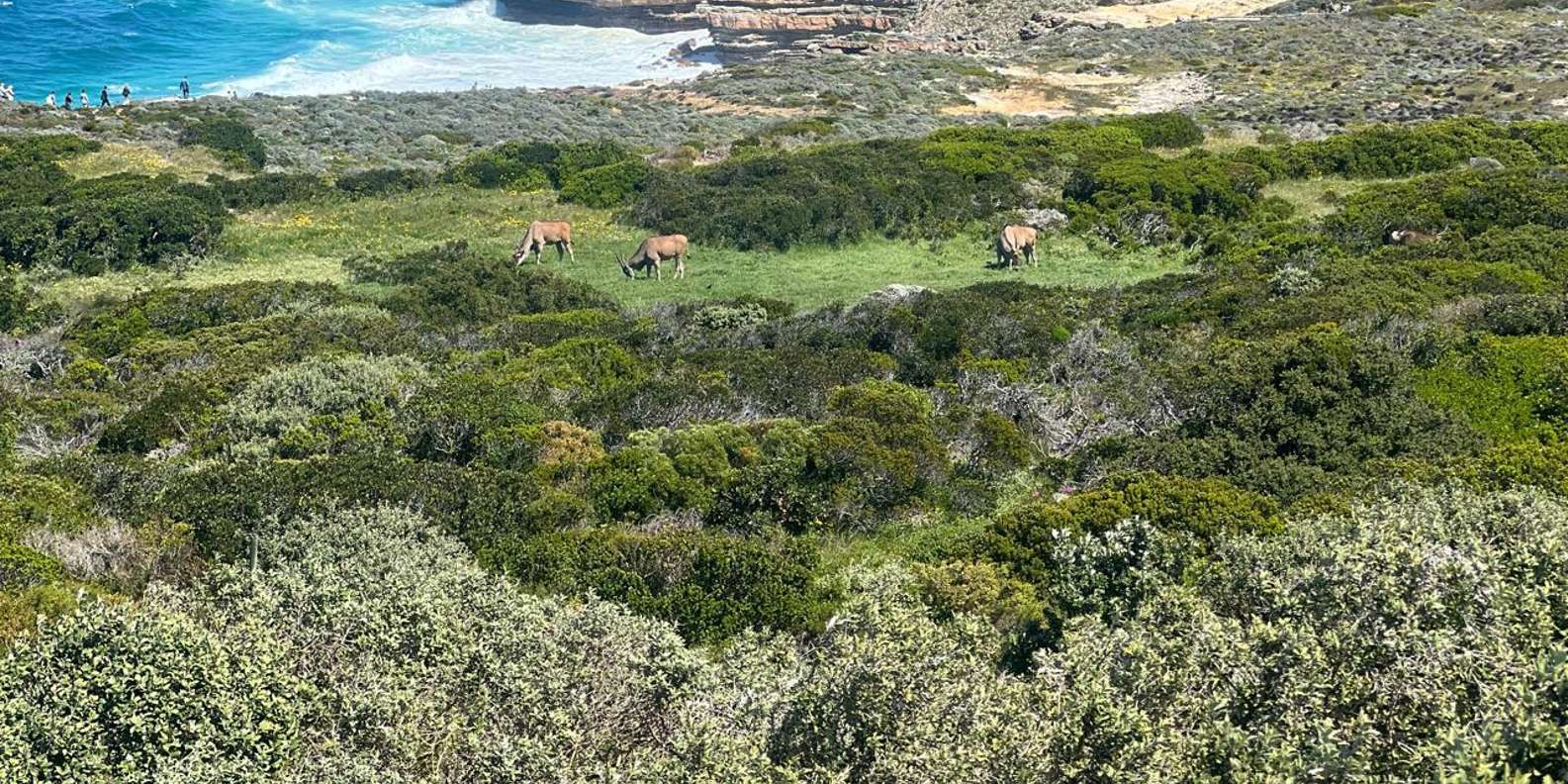 Cape of Good Hope and Penguins Viewing Private Day Tour - The Sum Up