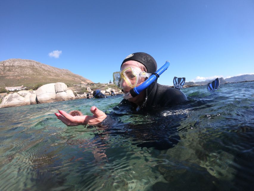 Cape Town: Great African Sea Forest Guided Snorkel - Frequently Asked Questions