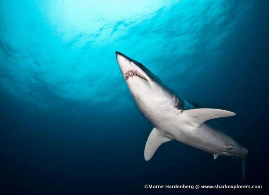 Cape Town: Shark Cage Diving With Food and Drinks - Frequently Asked Questions