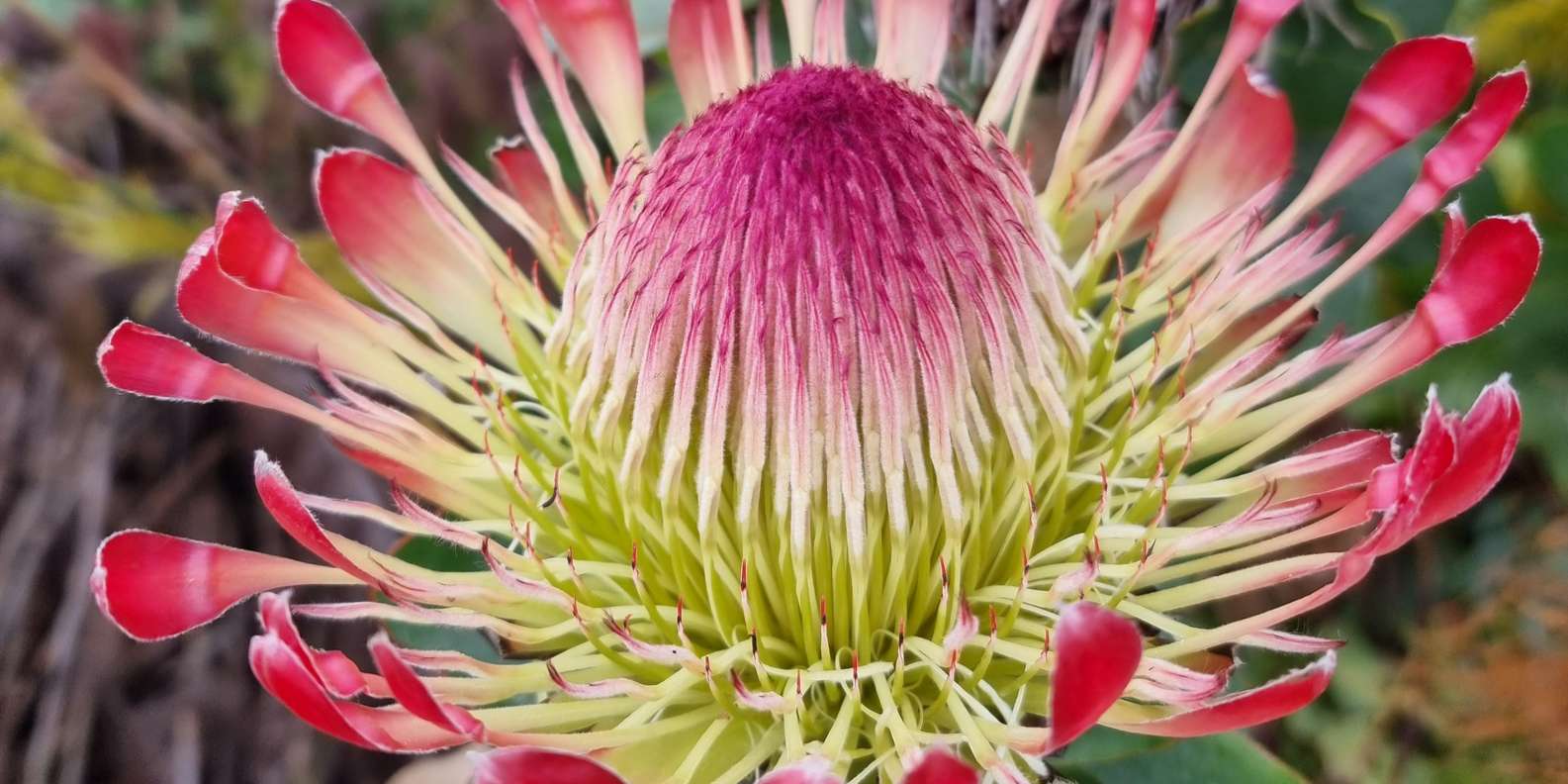 Cape Town: Table Mountain Famous Fynbos Flower Walk - The Sum Up